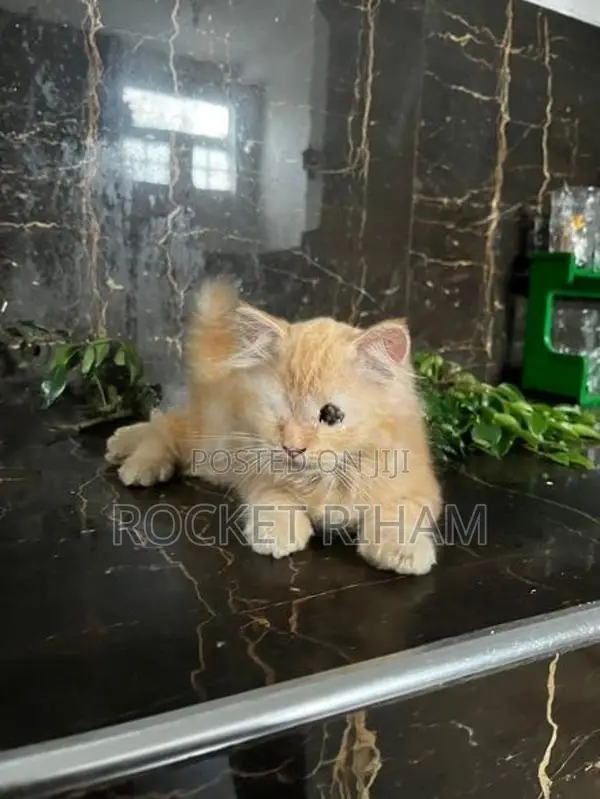 Persian Cat