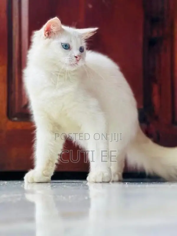 Pure Persian kittens