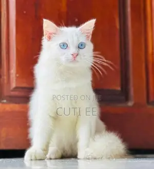 Pure Persian kittens