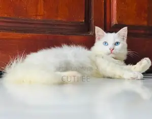 Pure Persian kittens