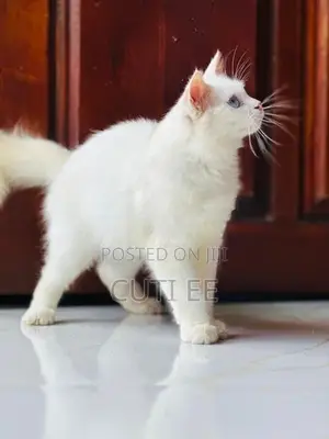 Pure Persian kittens