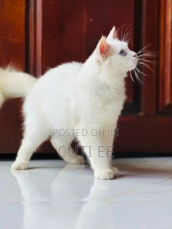 Pure Persian kittens