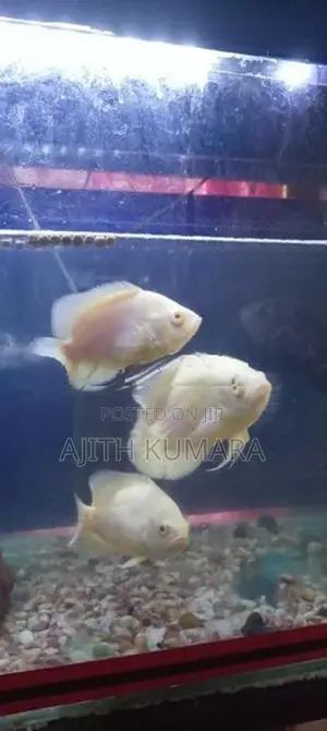 Oscar Fish
