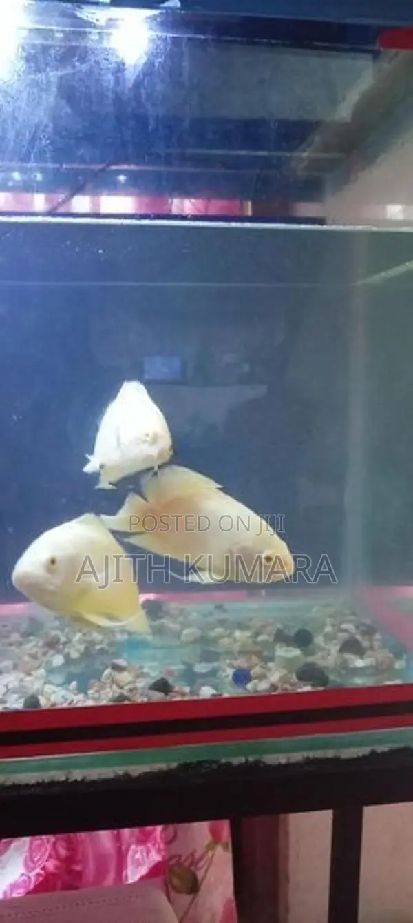 Oscar Fish