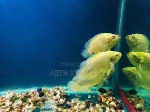 Oscar Fish