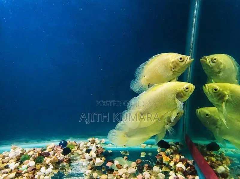 Oscar Fish