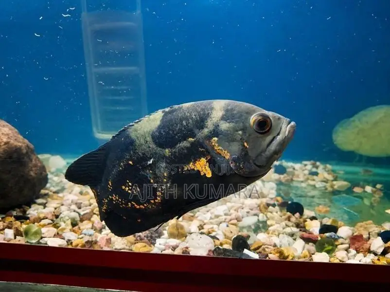 Oscar Fish