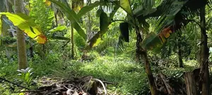Prime Land for Sale Near Galle Town