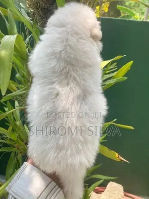 Japanese Spitz