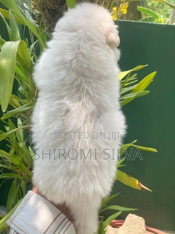 Japanese Spitz