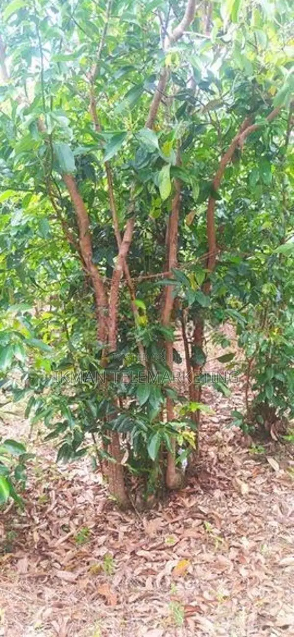 Land for Sale – Karandeniya