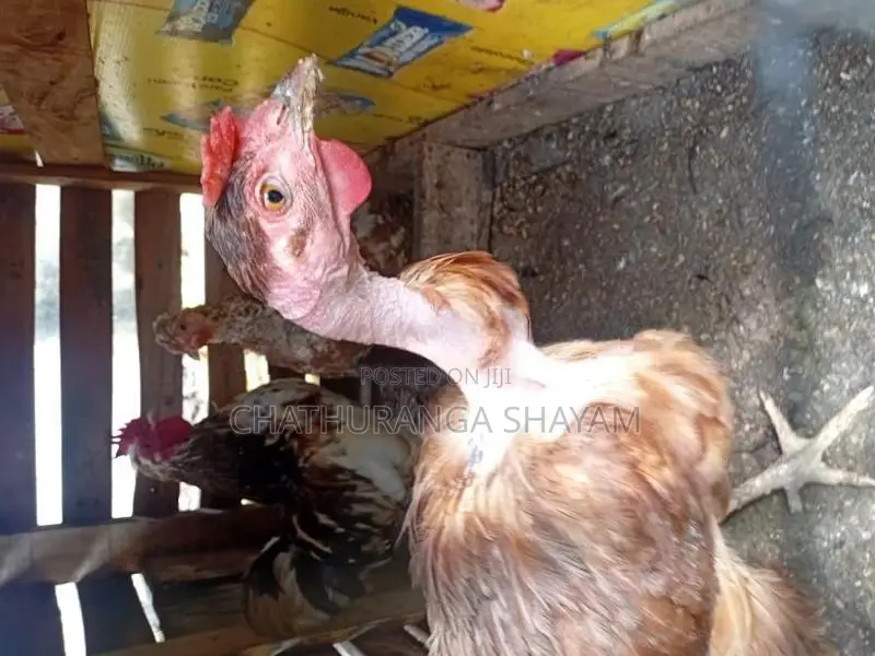 KKadakanath kukulek,kukul joduvai,gamkikili wikinimata