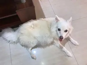 Japanese Spitz