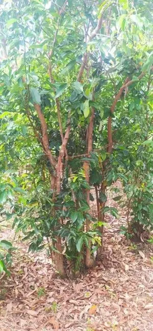 Land for Sale – Karandeniya