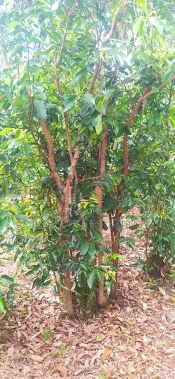 Land for Sale – Karandeniya