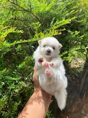 Japanese Spitz