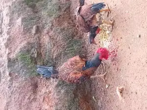 KKadakanath kukulek,kukul joduvai,gamkikili wikinimata