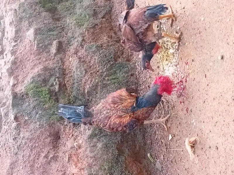 KKadakanath kukulek,kukul joduvai,gamkikili wikinimata
