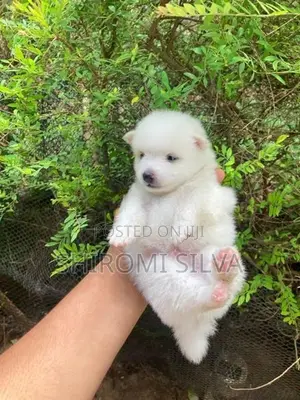 Japanese Spitz