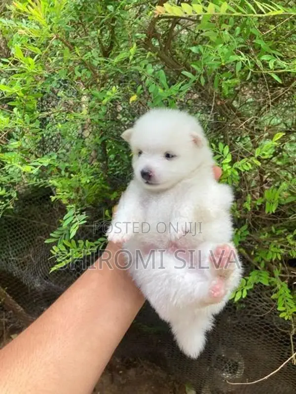 Japanese Spitz