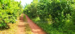 Land for Sale – Karandeniya