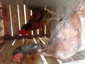 KKadakanath kukulek,kukul joduvai,gamkikili wikinimata