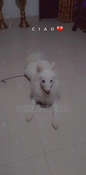 Japanese Spitz