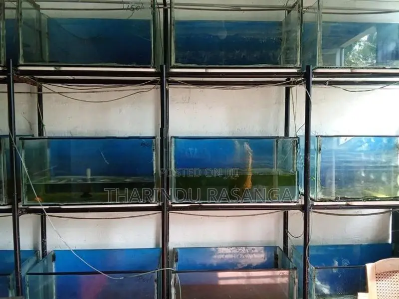 Fish Tank with stand