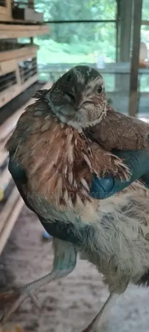 Quails