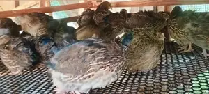 Quails