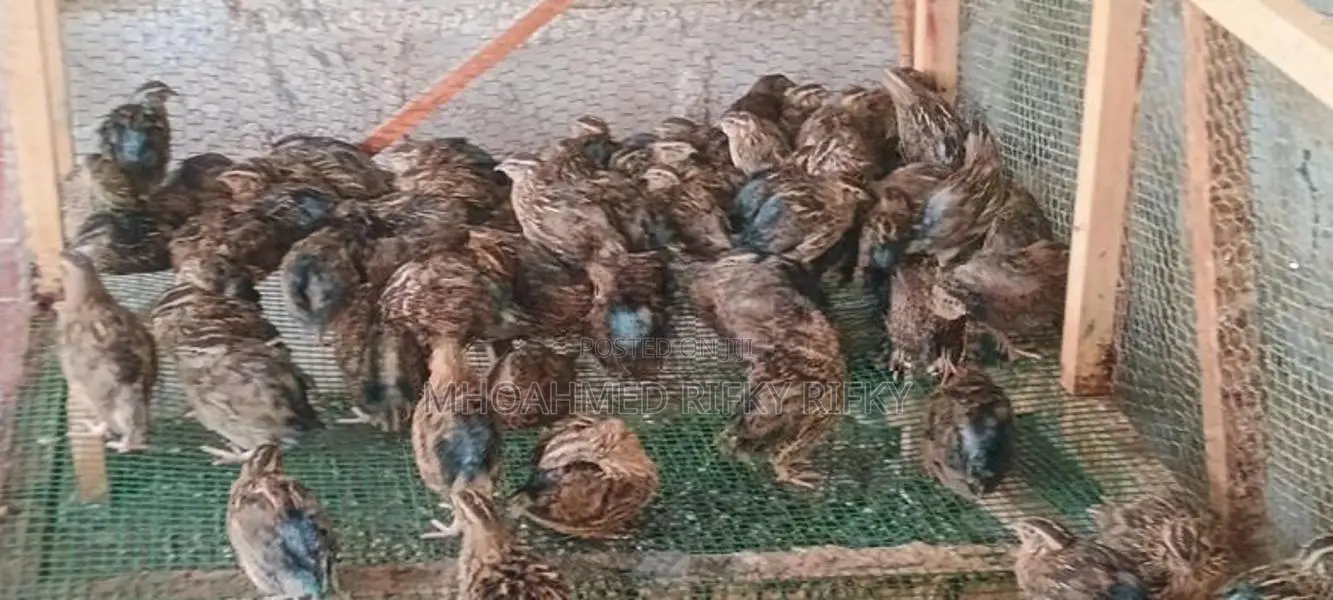 Quails