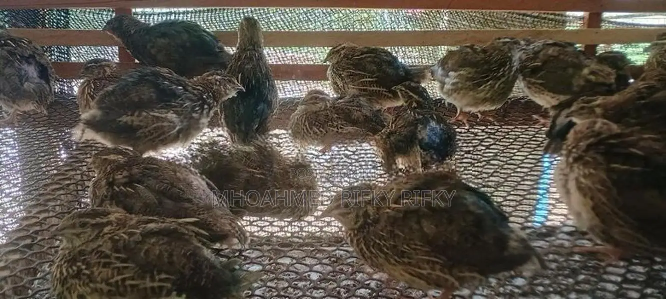 Quails