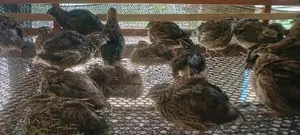 Quails