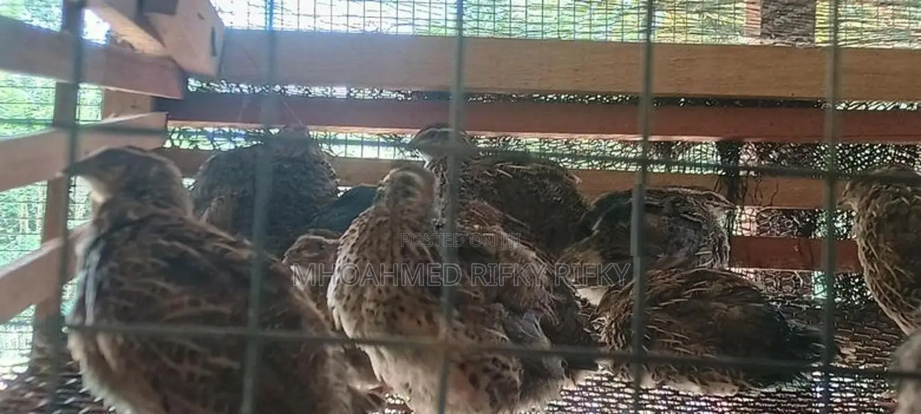 Quails