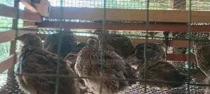 Quails