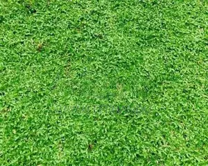 Malaysian Pidali With Carpet