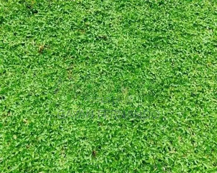 Malaysian Pidali With Carpet