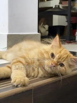 Persian Cat Ginger
