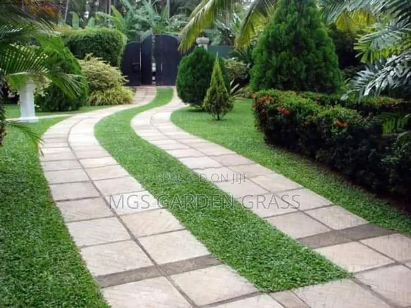 Malaysian Grass