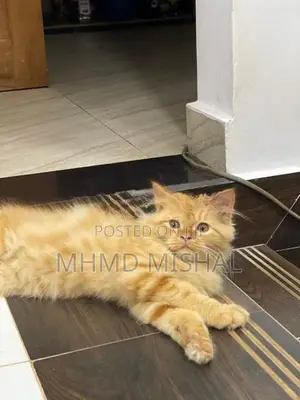 Persian Cat Ginger