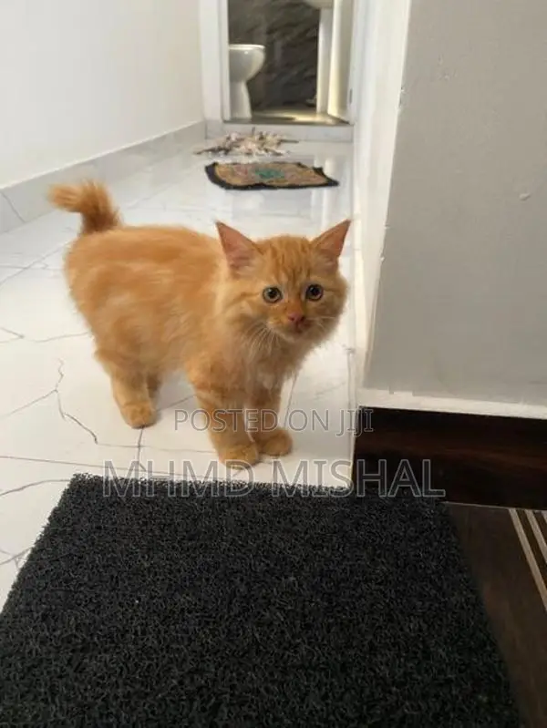 Persian Cat Ginger