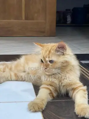 Persian Cat Ginger