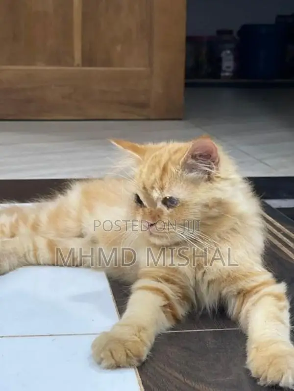Persian Cat Ginger