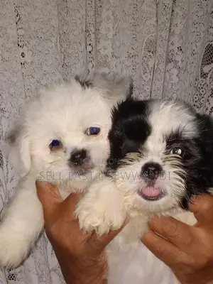 Shih Tzu Puppies