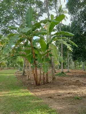 2-Acre Land with House for Sale in Godigamuwa