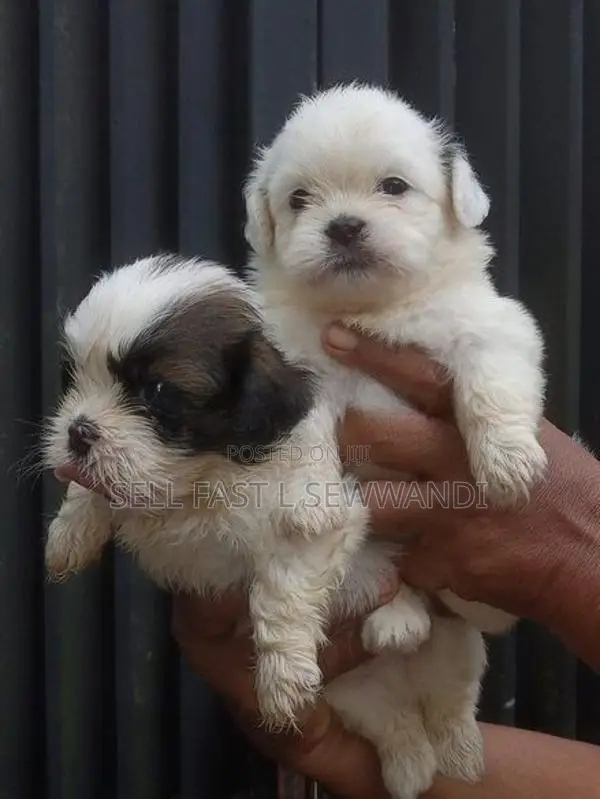 Shih Tzu Puppies
