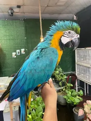 BLUE With GOLD MACAW