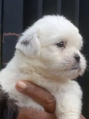 Shih Tzu Puppies