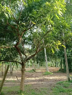 2-Acre Land with House for Sale in Godigamuwa