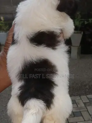 Shih Tzu Puppies